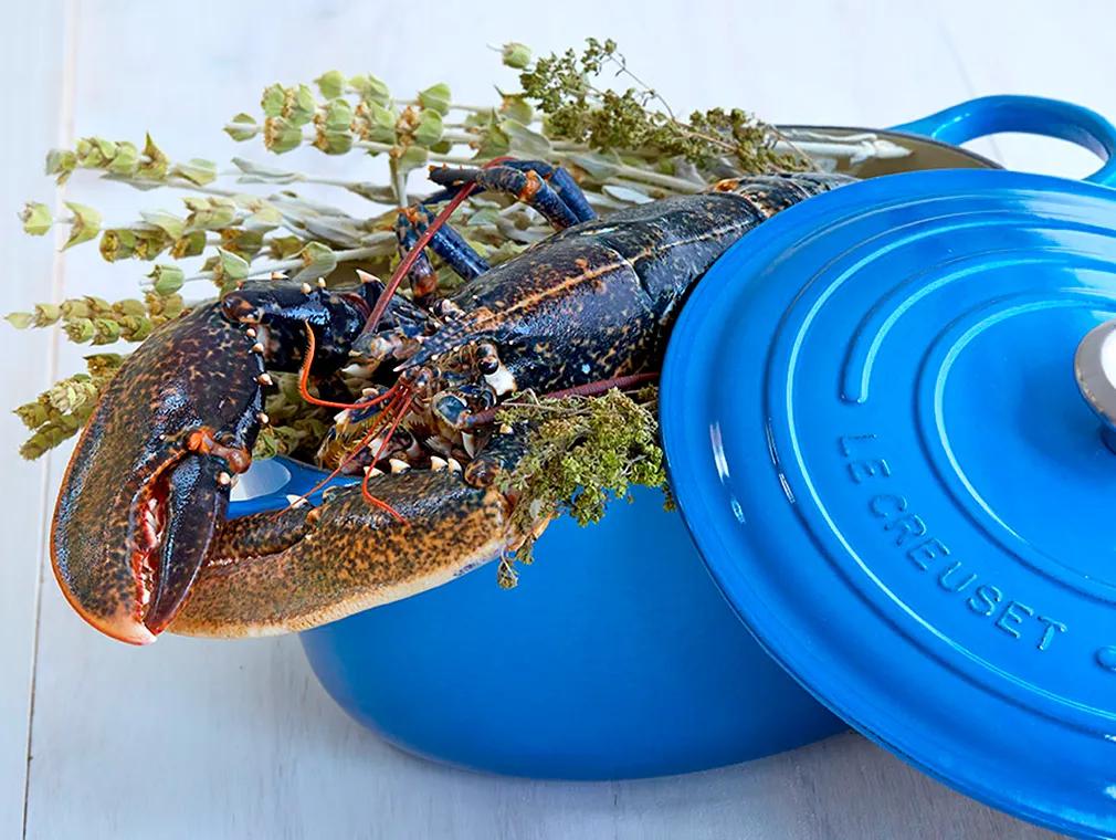 Bretoense blauwe kreeft, gekookt in een verzegelde stoofpan met de dampen van bergoregano